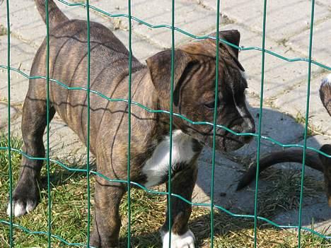 Amerikansk staffordshire terrier True-staff's Brindel king billede 2