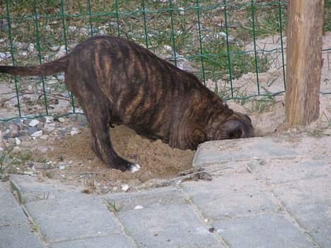 Amerikansk staffordshire terrier True-staff's Brindel king billede 3