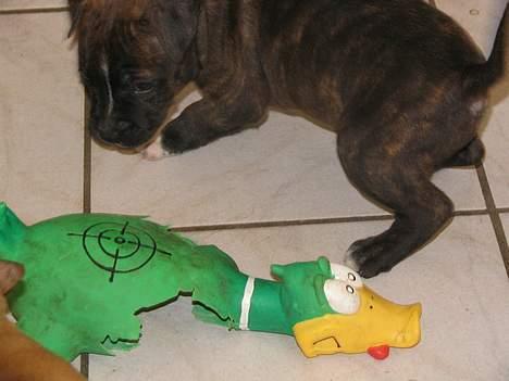 Amerikansk staffordshire terrier True-staff's Brindel king billede 4