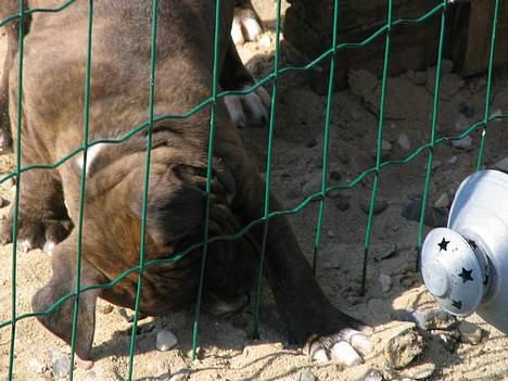 Amerikansk staffordshire terrier True-staff's Brindel king billede 5