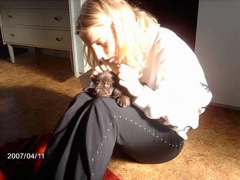 Labrador retriever Sako - Det er så mig hos min nye "mor" billede 1