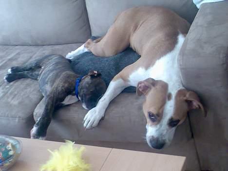 Amerikansk staffordshire terrier True-staff's Brindel king billede 6