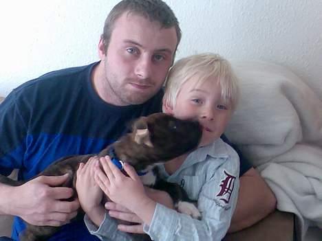 Amerikansk staffordshire terrier True-staff's Brindel king billede 7