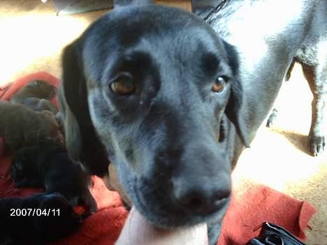 Labrador retriever Sako - Min mor Molly billede 2