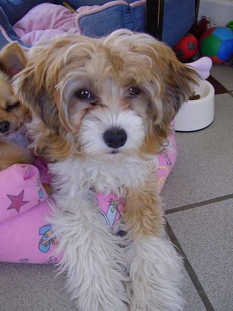 Chinese crested powder puff Joy billede 1