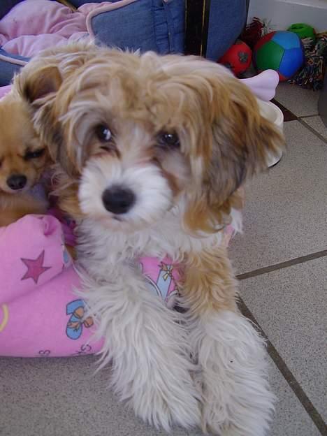 Chinese crested powder puff Joy billede 2