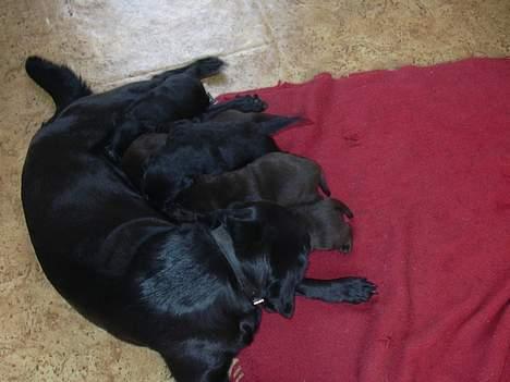 Labrador retriever Sako - Famillie billede =) billede 3