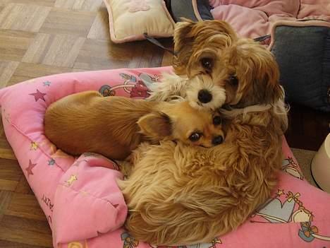 Chinese crested powder puff Joy billede 3