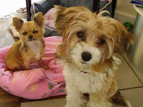 Chinese crested powder puff Joy billede 4