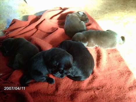 Labrador retriever Sako - Så er det puttetid billede 4