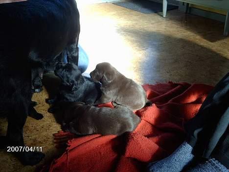 Labrador retriever Sako - Nu er det spisetid billede 5