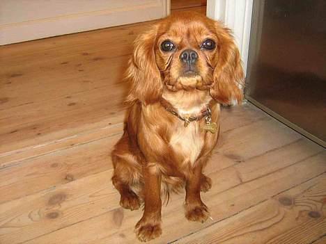 Cavalier king charles spaniel Lotus billede 6