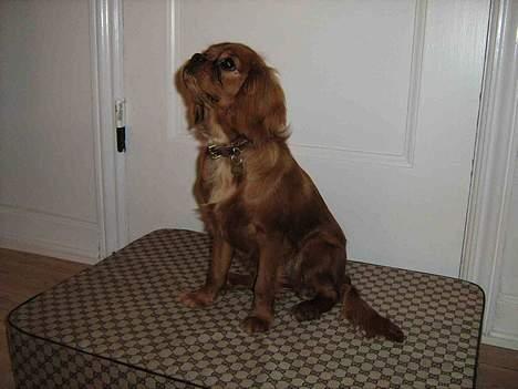 Cavalier king charles spaniel Lotus billede 7