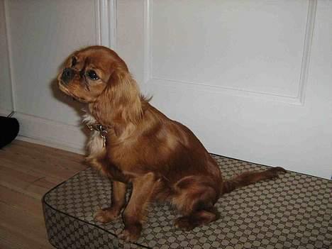 Cavalier king charles spaniel Lotus billede 8