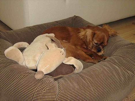 Cavalier king charles spaniel Lotus billede 9