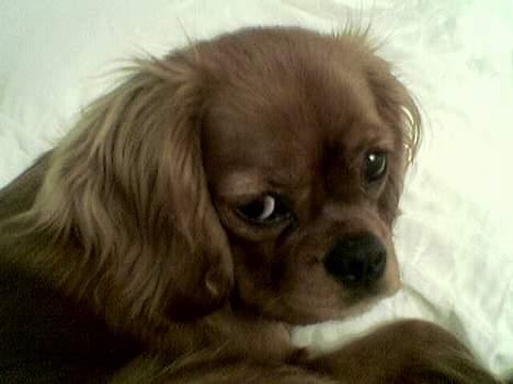 Cavalier king charles spaniel Lotus billede 10