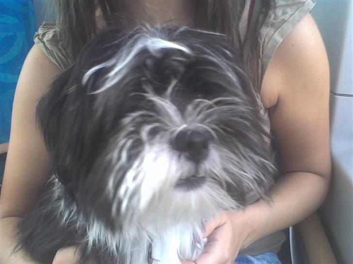 Lhasa apso Joey - Velkommen til min profil, jeg håber at i vil nyde mine fine billeder:-D...vuf! billede 1