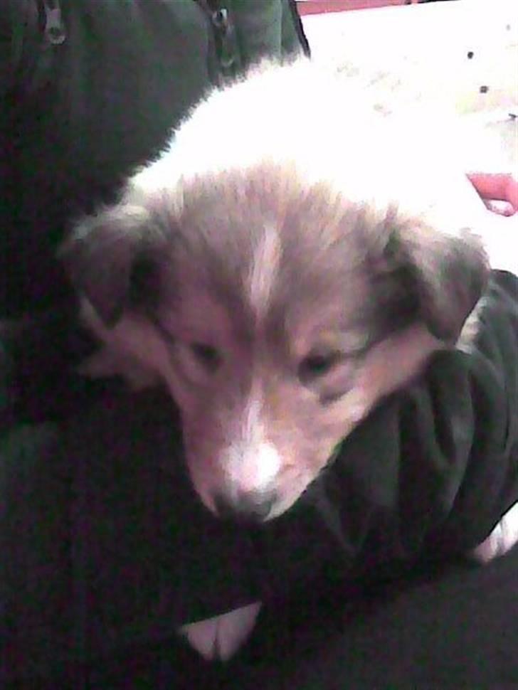 Collie langhåret Chano - chano og hans tigerdyr billede 3