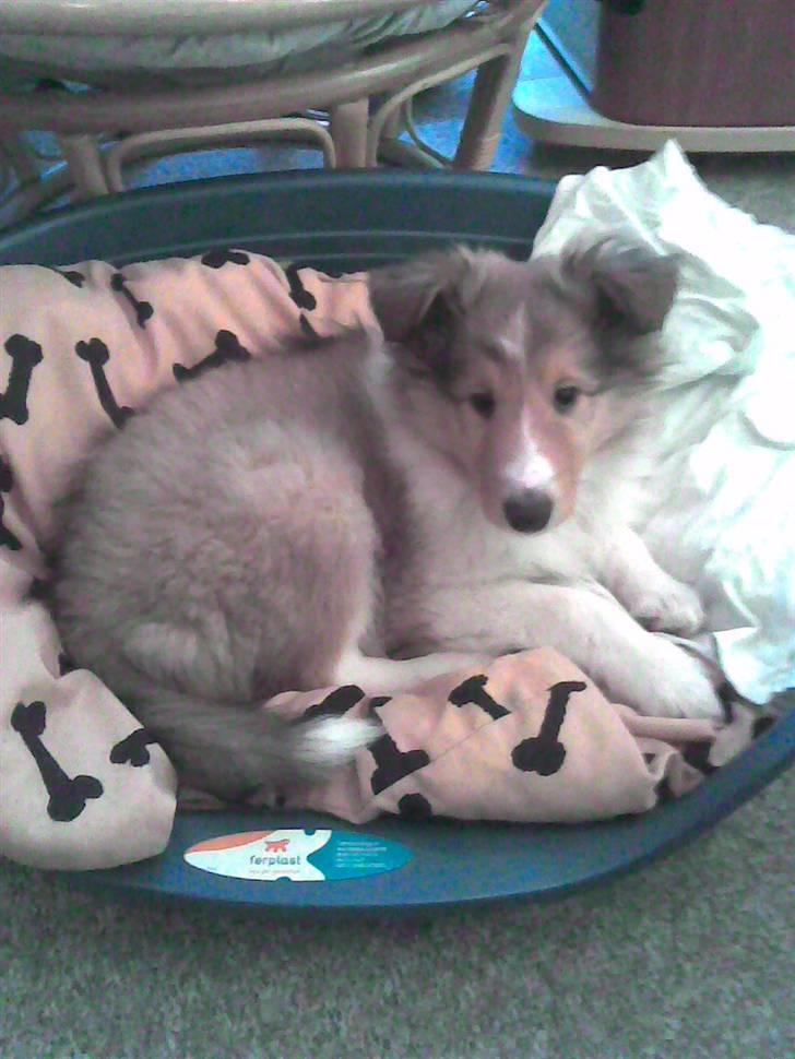 Collie langhåret Chano - Chano da han var 6 uger gamle billede 4