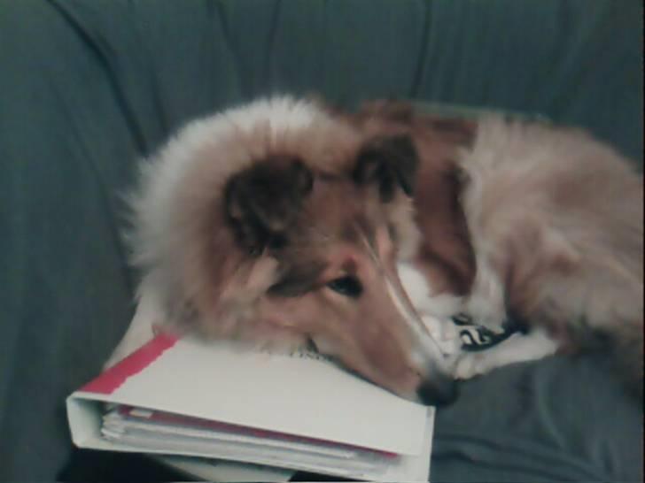 Collie langhåret Chano - den legesyge hund billede 5