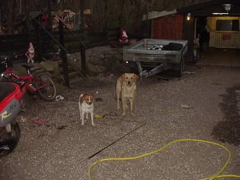Golden retriever bernhard - nå hvad skal vi nu lave ,bernhard og baloo klar til leg. billede 10