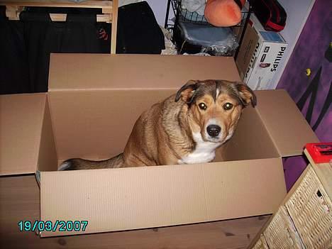 Blanding af racer Julle - da vi købte nyt akvarie ville julle lige prøve kassen. :-) billede 20