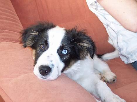 Border collie Nico billede 2