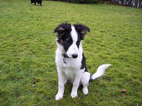 Border collie Nico billede 3