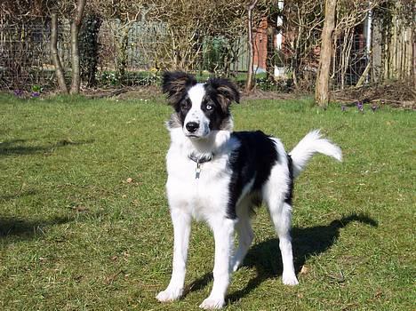 Border collie Nico billede 4
