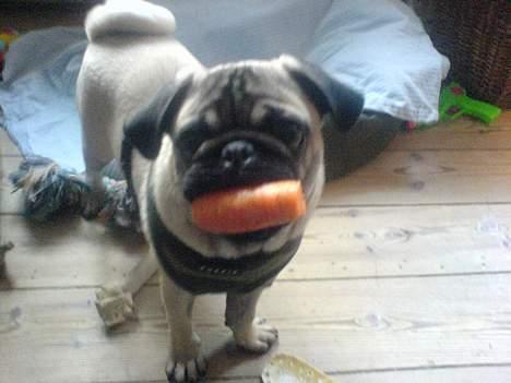 Mops Otto - En lækker snack, der kan spredes over et stort areal:) billede 1