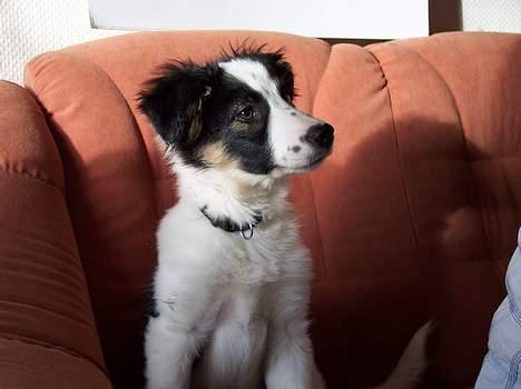 Border collie Nico billede 5
