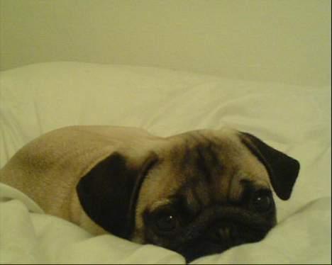 Mops Otto - Tekst ikke nødvendig billede 4