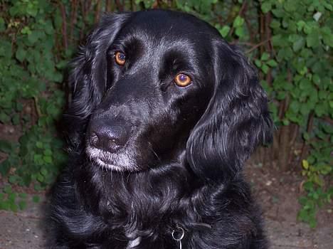 Blanding af racer Eico billede 1