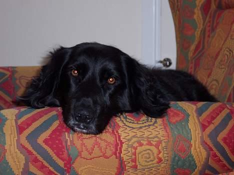 Blanding af racer Eico billede 2