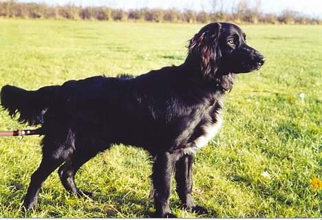 Blanding af racer Eico billede 3