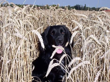 Blanding af racer Eico billede 4