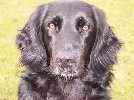 Blanding af racer Eico billede 5