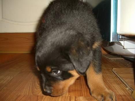 Rottweiler Frida - 8 uger  jeg læser lige hunde avis  billede 1