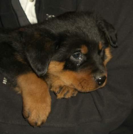 Rottweiler Frida - jeg er 8 uger gl her og lidt træt billede 2