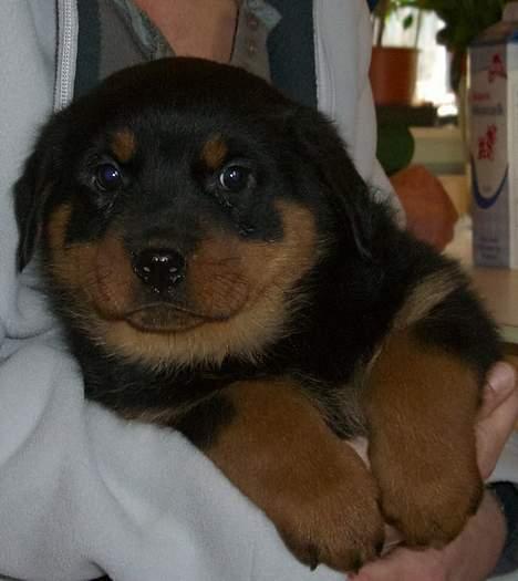 Rottweiler Frida - 8 uger jeg er stadig træt billede 3