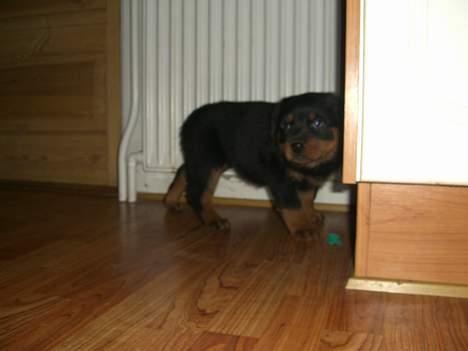 Rottweiler Frida - 8 uger ok så går vi  billede 5
