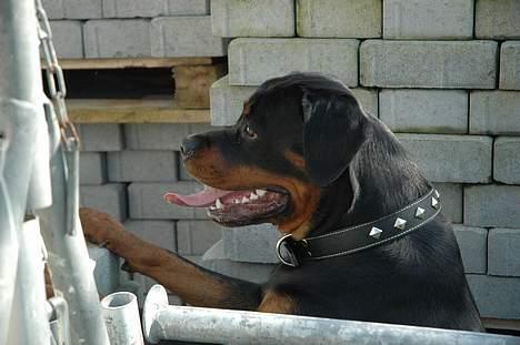 Rottweiler Kiara (R.I.P) - Af Bo Kollemorten billede 5