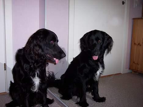 Blanding af racer Eico billede 6