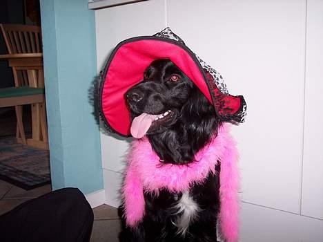 Blanding af racer Eico billede 7