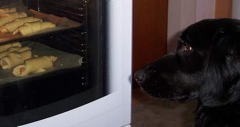 Blanding af racer Eico billede 9