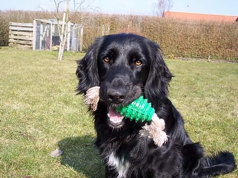 Blanding af racer Eico billede 10