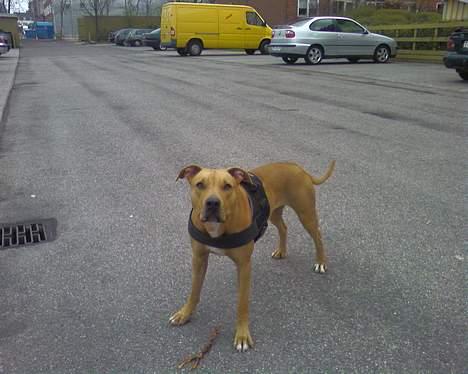 Blanding af racer Gucci R.I.P billede 7