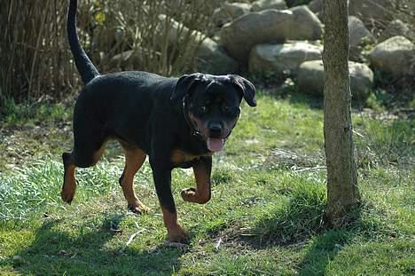 Rottweiler Kiara (R.I.P) - Af Bo Kollemorten billede 7