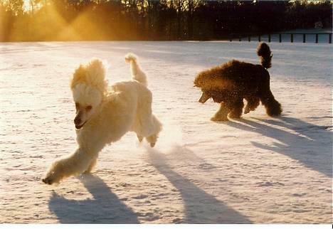 Storpuddel Nakita P.I.P. 28-7-2011 billede 9