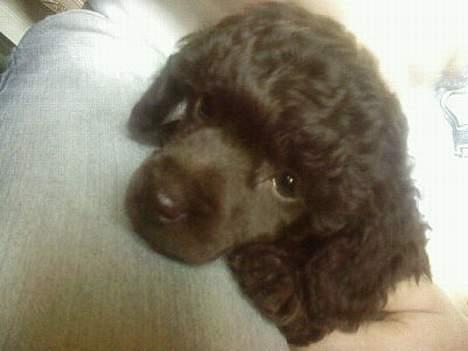 Dværgpuddel Zia billede 1